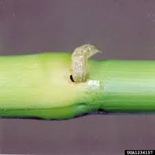 Attēlu rezultāti vaicājumam “Ostrinia nubilalis”