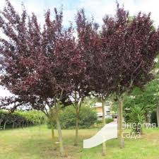 Attēlu rezultāti vaicājumam “Prunus cerasifera var. divaricata”