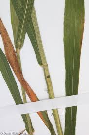 Attēlu rezultāti vaicājumam “Hordelymus europaeus fruit”