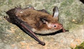 Attēlu rezultāti vaicājumam “Chiroptera”