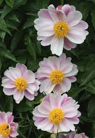 Attēlu rezultāti vaicājumam “Paeonia lactiflora”