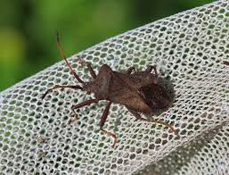 Attēlu rezultāti vaicājumam “Coreus marginatus”