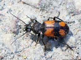 Attēlu rezultāti vaicājumam “Panagaeus cruxmajor”