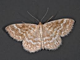 Attēlu rezultāti vaicājumam “Scopula immorata”