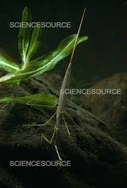 Attēlu rezultāti vaicājumam “Ranatra linearis”