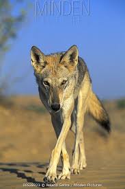 Image result for canis lupus arabs