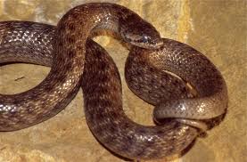 Attēlu rezultāti vaicājumam “Badhamiopsis scripta macro”