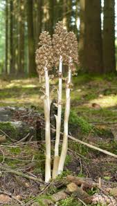 Attēlu rezultāti vaicājumam “Neottia nidus-avis”