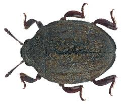 Attēlu rezultāti vaicājumam “Byrrhidae”