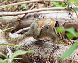 Attēlu rezultāti vaicājumam “Arcyria affinis young”