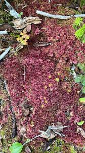 Attēlu rezultāti vaicājumam “Sphagnum capillifolium”