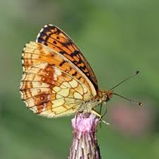 Attēlu rezultāti vaicājumam “Brenthis ino upperside”