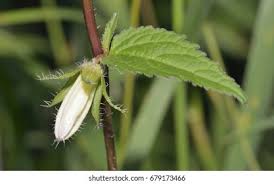 Attēlu rezultāti vaicājumam “Campanula trachelium leaf”