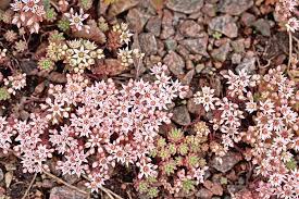 Attēlu rezultāti vaicājumam “Sedum hispanicum fruit”