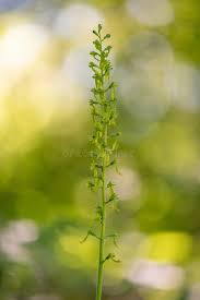 Attēlu rezultāti vaicājumam “Listera ovata”