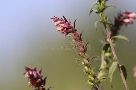 Attēlu rezultāti vaicājumam “Odontites vulgaris flower”