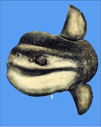 Image result for Mola alexandrini