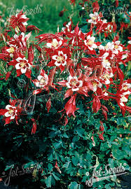 Image result for Aquilegia caerulea