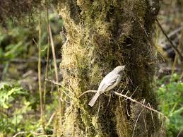 Image result for Dendroica striata