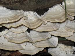 Attēlu rezultāti vaicājumam “Trametes ochracea”