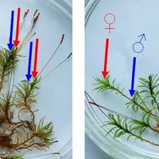 Attēlu rezultāti vaicājumam “Atrichum flavisetum sporophyte”