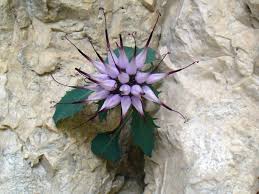 Attēlu rezultāti vaicājumam “Physarum ovisporum sessile”