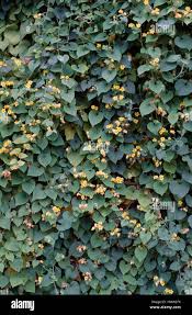 Attēlu rezultāti vaicājumam “Thladiantha dubia”