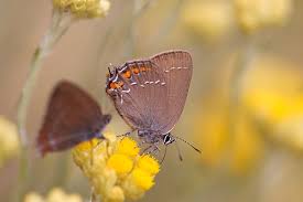 Attēlu rezultāti vaicājumam “Satyrium ilicis”