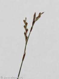 Attēlu rezultāti vaicājumam “Carex digitata fruit”