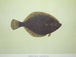 Image result for Liopsetta glacialis