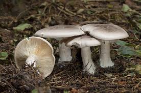 Attēlu rezultāti vaicājumam “Clitocybe nebularis”