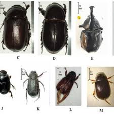 Attēlu rezultāti vaicājumam “Aphodius sp.”