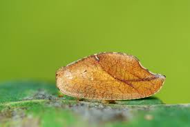 Attēlu rezultāti vaicājumam “Drepanepteryx phalaenoides”