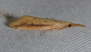 Attēlu rezultāti vaicājumam “Donacaula mucronella”