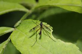 Attēlu rezultāti vaicājumam “Ptychoptera sp.”