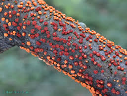 Attēlu rezultāti vaicājumam “Nectria cinnabarina”