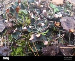 Attēlu rezultāti vaicājumam “Peltigera malacea”