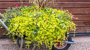 Attēlu rezultāti vaicājumam “Lysimachia nummularia flower”