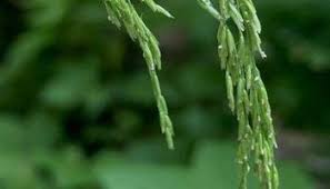 Attēlu rezultāti vaicājumam “Cinna latifolia”