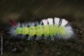 Attēlu rezultāti vaicājumam “Calliteara pudibunda larva”