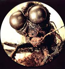 Image result for meet the feebles