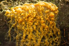 Attēlu rezultāti vaicājumam “Physarum bivalve young”