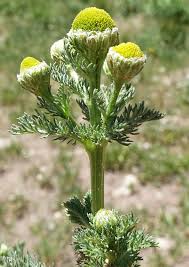 Attēlu rezultāti vaicājumam “Matricaria discoidea flower”