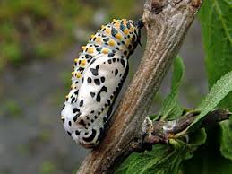 Attēlu rezultāti vaicājumam “Euphydryas maturna upperside”