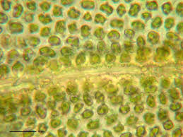 Attēlu rezultāti vaicājumam “Zygodon rupestris”