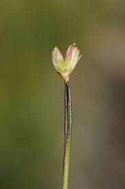 Attēlu rezultāti vaicājumam “Juncus stygius”