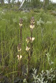 Attēlu rezultāti vaicājumam “Pedicularis sceptrum-carolinum leaf”
