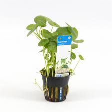 Attēlu rezultāti vaicājumam “Hydrocotyle vulgaris”