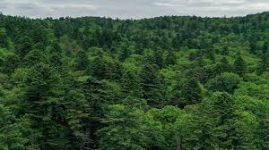 Image result for лес,