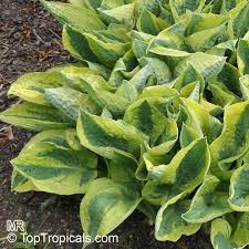 Attēlu rezultāti vaicājumam “Hosta sp. leaf”